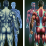 Comment la silhouette musculaire change après une cure de trenbolone